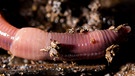 Ein Regenwurm in seinem Zuhause: dem Erdboden. Ihre Wohung fressen sich Regenwürmer frei. | Bild: colourbox.com