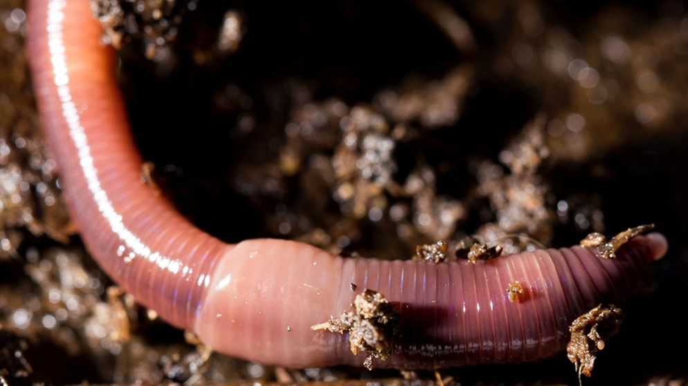 Ein Regenwurm in seinem Zuhause: dem Erdboden. Ihre Wohung fressen sich Regenwürmer frei. | Bild: colourbox.com