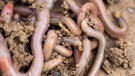 Der Regenwurm ist im Boden zuhause. Regenwürmer lockern die Erde auf und machen den Boden fruchtbar. Der Regenwurm mag ein einfaches Lebewesen sein, aber er ist von unschätzbarem Wert: für den Boden, für den Wald, für andere Tiere und für uns. Erfahrt hier, was er unter euren Füßen alles beackert! | Bild: colourbox.com