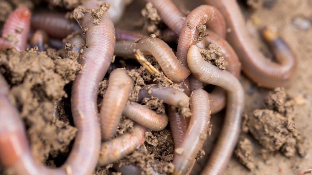 Der Regenwurm ist im Boden zuhause. Regenwürmer lockern die Erde auf und machen den Boden fruchtbar. | Bild: colourbox.com