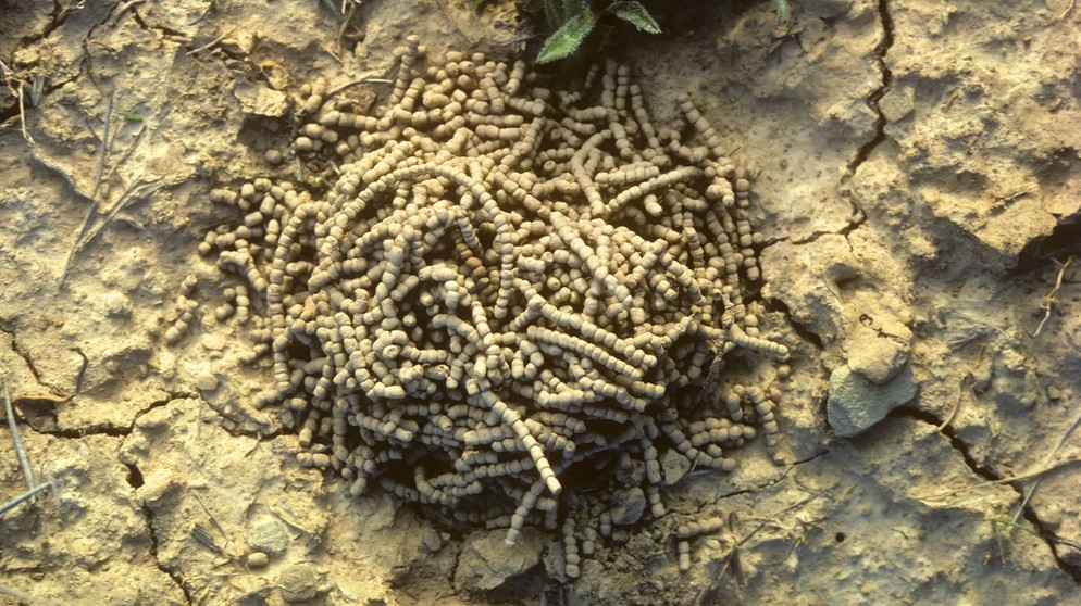 Ein Regenwurm entleert sich an der Oberfläche. Hierfür kommen Regenwürmer nachts aus ihren Röhren. | Bild: picture-alliance/dpa