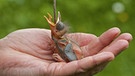 Ein Amselküken wird mit einem Regenwurm gefüttert. Für viele Tiere sind Regenwürmer echte Leckerbissen. | Bild: picture-alliance/dpa