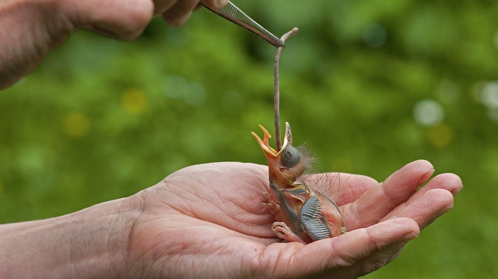 Ein Amselküken wird mit einem Regenwurm gefüttert. Für viele Tiere sind Regenwürmer echte Leckerbissen. | Bild: picture-alliance/dpa