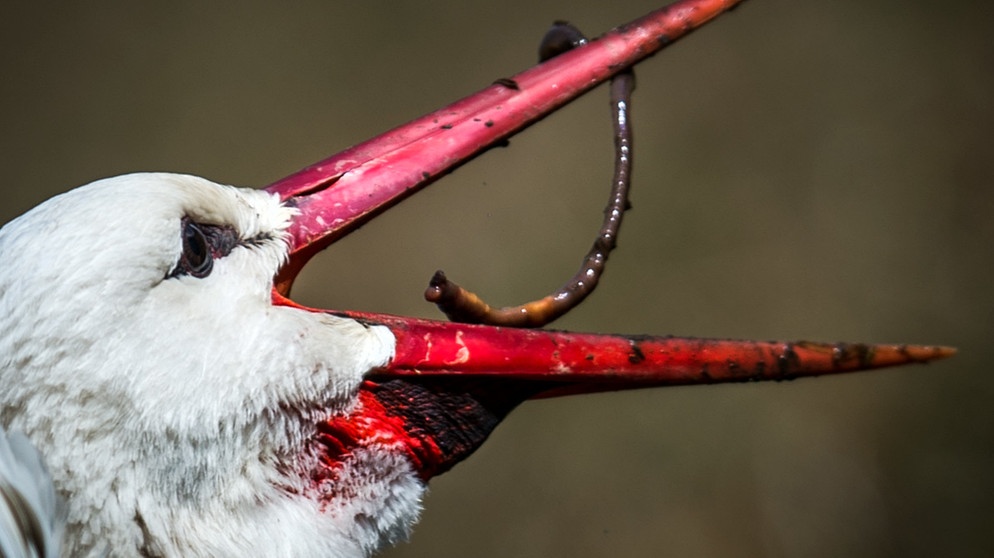 Ein Weißstorch hat einen Regenwurm gefangen. Regenwürmer sind auch eine wichtige Nahrungsquelle für Vögel. | Bild: picture-alliance/dpa