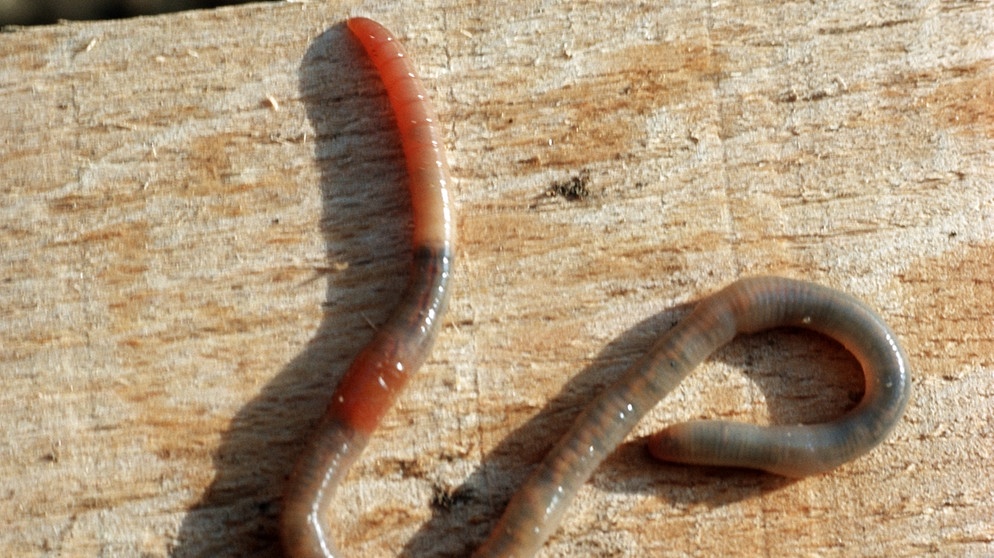 Ein Regenwurm in voller Länge sichtbar. Regenwürmer werden bis zu 30 Zentimeter lang. | Bild: picture-alliance/dpa