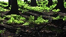 Ein Blick auf den Waldboden. Was man nicht sieht: die Regenwürmer im Boden. Der Regenwurm lockert die Erde auf und macht sie fruchtbar. | Bild: picture-alliance/dpa