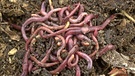 Ein Haufen Regenwürmer. Der Regenwurm wurde 2004 zum "Wirbellosen Tier des Jahres gekürt". | Bild: picture-alliance/dpa