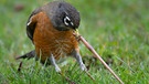 Ein Vogel zerrt einen Regenwurm aus der Erde | Bild: picture alliance / ZUMAPRESS.com | Robin Loznak