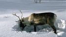Rentier wühlt im Schnee | Bild: picture-alliance/dpa / Arcticphoto - Bryan & Cherry Alexander Photography