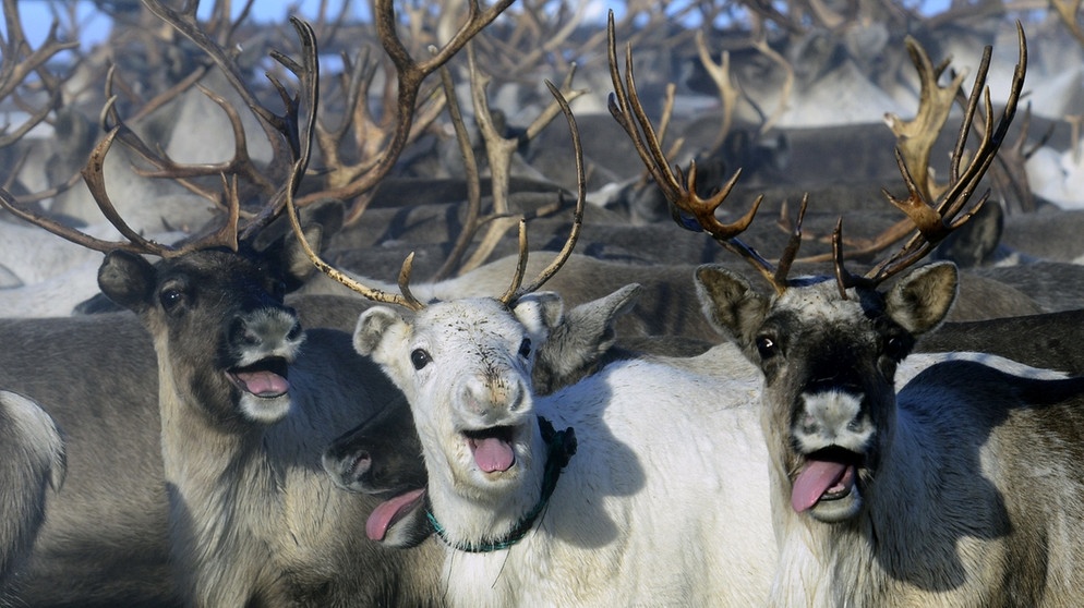 Rentiere auf einer russischen Rentier-Farm. Mit ihren muschelförmigen Nasen-Innerem können Rentiere die kalte Luft ihrer nordischen Umgebung perfekt anwärmen. | Bild: picture-alliance/dpa