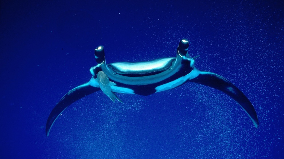 Riesenmanta von vorne im Meer. Die Fische, die auch Teufelsrochen heißen, sind mit sieben Metern Spannweite die größten Rochen der Erde. Sie wiegen bis zu 2 Tonnen und fressen Plankton. | Bild: picture-alliance/dpa