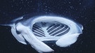 Riesenmanta. Die Fische, die auch Teufelsrochen heißen, sind mit sieben Metern Spannweite die größten Rochen der Erde. Sie wiegen bis zu 2 Tonnen und fressen Plankton. | Bild: picture-alliance/dpa