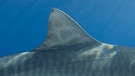 Tigerhai. Die Haie sind natürliche Feinde der Riesenmantas. | Bild: picture-alliance/dpa