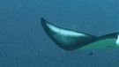 Riesenmanta schwimmt über einem Korallenriff. Die Fische, die auch Teufelsrochen heißen, sind mit sieben Metern Spannweite die größten Rochen der Erde. Sie wiegen bis zu 2 Tonnen und fressen Plankton. | Bild: picture-alliance/dpa