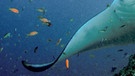 Riesenmanta inmitten eines Fischschwarms über einem Korallenriff. Die Fische, die auch Teufelsrochen heißen, sind mit sieben Metern Spannweite die größten Rochen der Erde. Sie wiegen bis zu 2 Tonnen und fressen Plankton. | Bild: picture-alliance/dpa