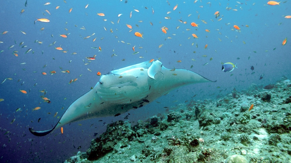 Riesenmanta inmitten eines Fischschwarms über einem Korallenriff. Die Fische, die auch Teufelsrochen heißen, sind mit sieben Metern Spannweite die größten Rochen der Erde. Sie wiegen bis zu 2 Tonnen und fressen Plankton. | Bild: picture-alliance/dpa