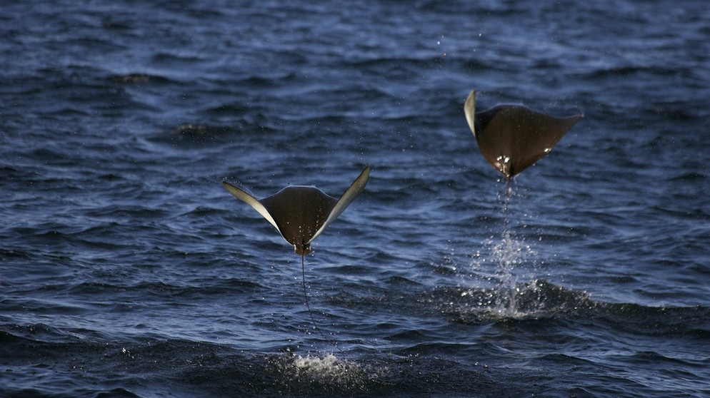 Zwei Riesenmantas springen über das Wasser und scheinen über die Oberfläche zu fliegen. Die Fische, die auch Teufelsrochen heißen, sind mit sieben Metern Spannweite die größten Rochen der Erde. Sie wiegen bis zu 2 Tonnen und fressen Plankton. | Bild: picture-alliance/dpa