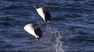 Zwei Riesenmantas springen aus dem Wasser. Die Fische, die auch Teufelsrochen heißen, sind mit sieben Metern Spannweite die größten Rochen der Erde. Sie wiegen bis zu 2 Tonnen und fressen Plankton. | Bild: picture-alliance/dpa