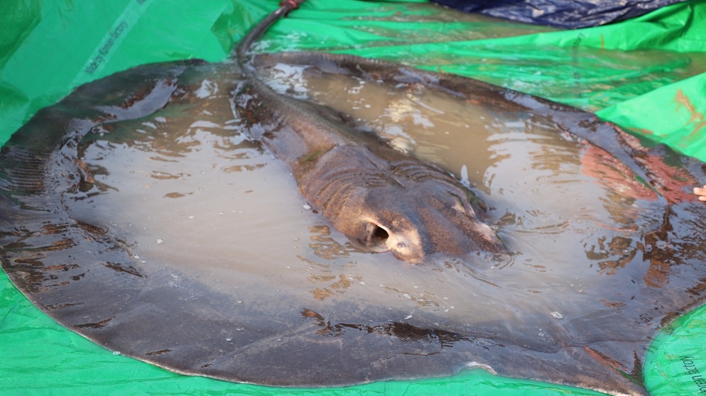 Das Bild zeigt den bisher größten gefangenen Süßwasserfisch der Welt am Mekong in Kambodscha. Ein 300 Kilo schwerer und fast vier Meter langer Riesen-Süßwasserstechrochen. | Bild: picture alliance/Xinhua News Agency/Chhut Chheana