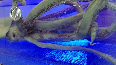 Riesenkalmar, der Riesentintenfisch aus der Tiefsee | Bild: picture-alliance/dpa