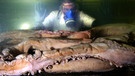 Riesenkalmar, der Riesentintenfisch aus der Tiefsee | Bild: picture-alliance/dpa