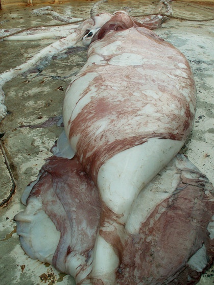 Riesenkalmar in Australien: Riesentintenfisch aus der Tiefsee | Bild: picture-alliance/dpa