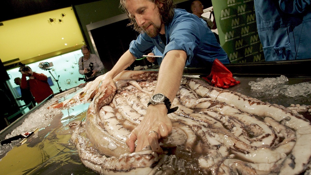 Riesenkalmar im Museum in Melbourne, Australien. Ein Riesentintenfisch aus der Tiefsee. | Bild: picture-alliance/dpa