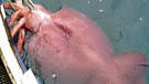 Riesenkalmar in Neuseeland: Ein Riesentintenfisch aus der Tiefsee. | Bild: picture-alliance/dpa