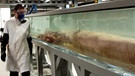 Riesenkalmar von den Falklandinseln - ein Riesentintenfisch aus der Tiefsee. | Bild: picture-alliance/dpa