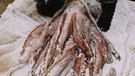 Ein Riesenkalmar aus Neuseeland. Ein Riesentintenfisch aus der Tiefsee. | Bild: picture-alliance/dpa