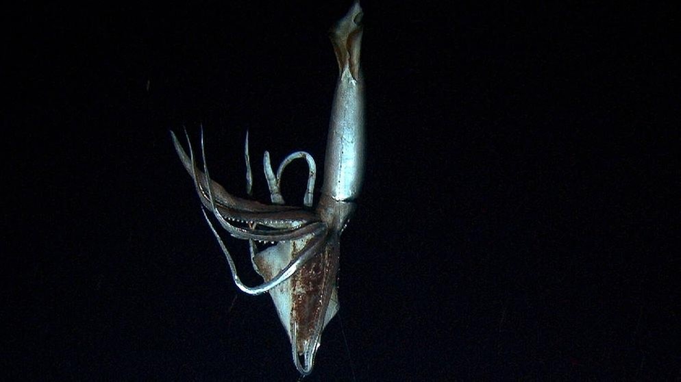 Ein Riesenkalmar (Riesentintenfisch aus der Tiefsee) im Pazifik | Bild: dapd