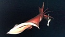 Der Riesenkalmar: Riesentintenfisch aus der Tiefsee | Bild: picture-alliance/dpa