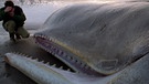 Toter Pottwal. Pottwale sind die Feinde des Riesenkalmars (Riesentintenfisch aus der Tiefsee). | Bild: picture-alliance/dpa