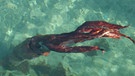 Ein Riesenkalmar (Riesentintenfisch aus der Tiefsee) in Spanien | Bild: dpa-Bildfunk
