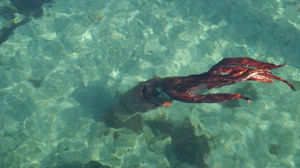 Ein Riesenkalmar (Riesentintenfisch aus der Tiefsee) in Spanien | Bild: dpa-Bildfunk