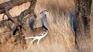 Riesentrappe in der Serengeti | Bild: picture-alliance/dpa