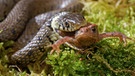 Ringelnatter hält Frosch im Maul | Bild: picture alliance/imageBROKER