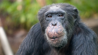 Lächelnder Schimpanse. Auch Bonobos und Schimpansen stehen längst auf der Roten Liste. Die Bestandszahlen schrumpfen in erschreckendem Tempo. Das Überleben dieser Tierarten ist ebenfalls gefährdet. | Bild: picture-alliance/dpa