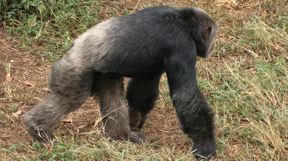 Ein Schimpanse in freier Wildbahn, Uganda. Viele Menschenaffen gelten als bedroht und brauchen unseren Schutz.  | Bild: picture-alliance/dpa
