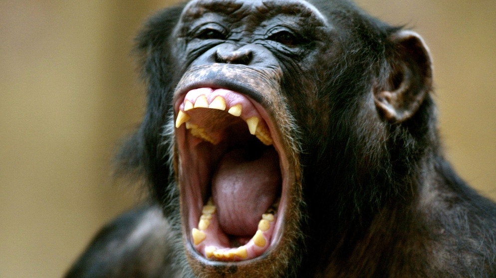 Ein Schimpanse im Zoo von Krefeld. Viele Menschenaffen gelten als bedroht und brauchen unseren Schutz.  | Bild: picture-alliance/dpa