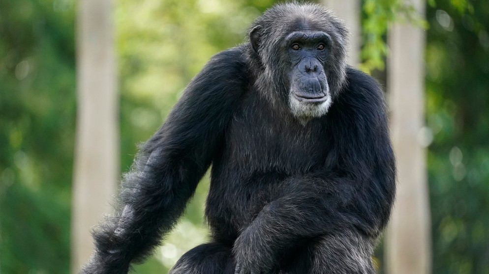 Ein Schimpanse schaut aus seinem Gehege im Zoo. In Punkto Paarung sind bei Schimpansen die dominanten und rücksichtslosen Männchen klar im Vorteil. | Bild: dpa-Bildfunk/Wilfredo Lee
