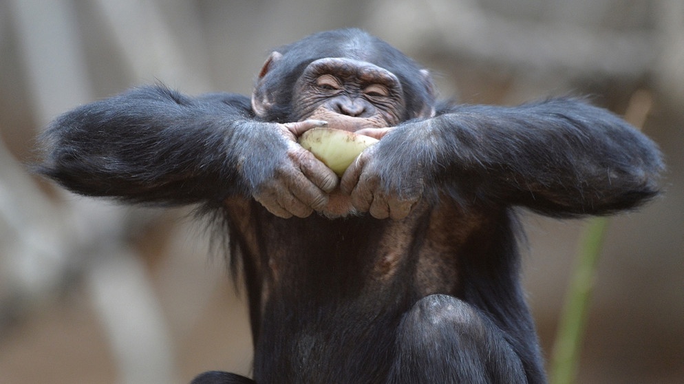 Menschenaffen: Schimpanse im Zoo Osnabrück frisst eine Zwiebel | Bild: picture-alliance/dpa