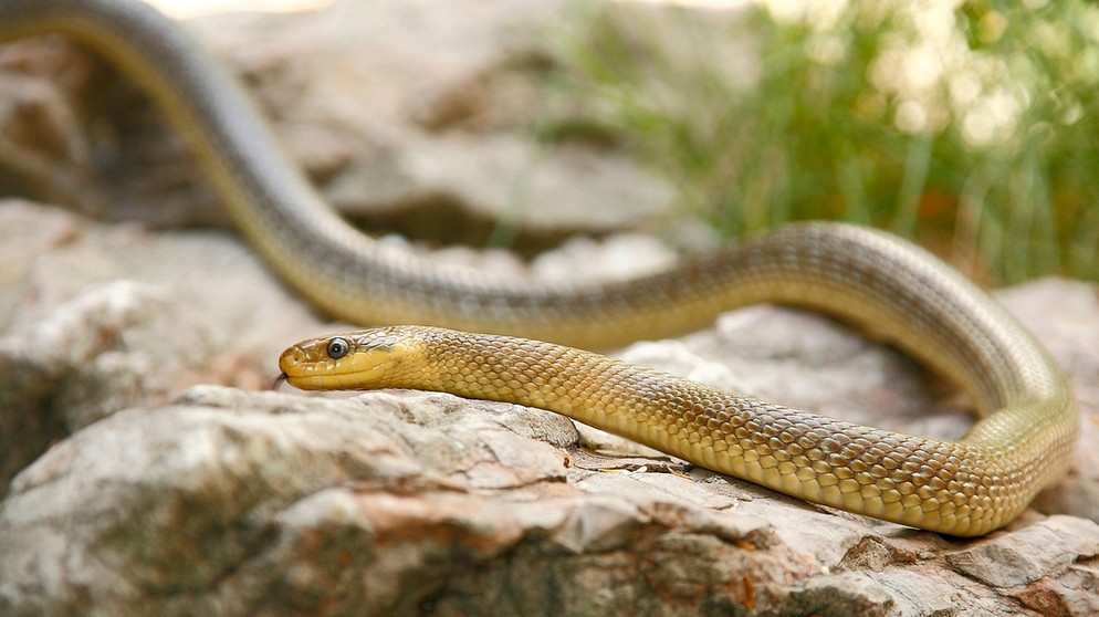 Gehört zu den Schlangen in Deutschland: Äskulapnatter | Bild: mauritius-images