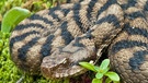 Gehört zu den Schlangen in Deutschland: Aspisviper | Bild: mauritius-images