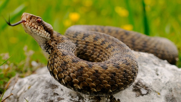 Gehört zu den Schlangen in Deutschland: Kreuzotter | Bild: mauritius-images