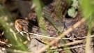 Die Kreuzotter ist eine von sieben Schlangenarten, die es in Deutschland gibt. Zwei Schlangen sind tatsächlich giftig: die Kreuzotter und die Aspisviper. | Bild: picture-alliance/dpa/Daniel Karmann