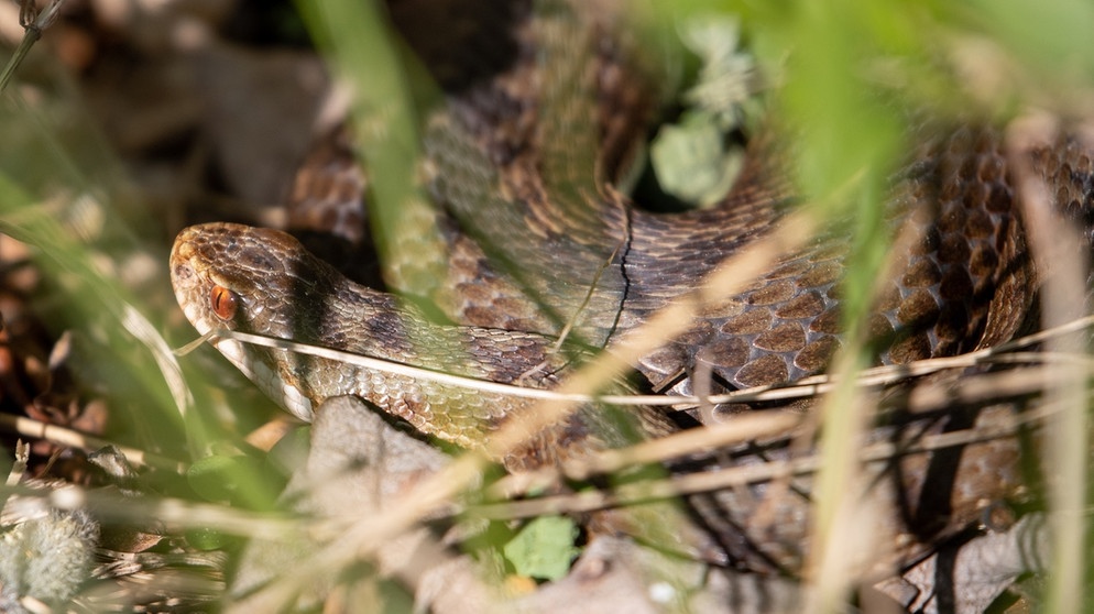 Die Kreuzotter ist eine von sieben Schlangenarten, die es in Deutschland gibt. Zwei Schlangen sind tatsächlich giftig: die Kreuzotter und die Aspisviper. | Bild: picture-alliance/dpa/Daniel Karmann