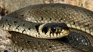 Gehört zu den Schlangen in Deutschland: Ringelnatter | Bild: mauritius-images