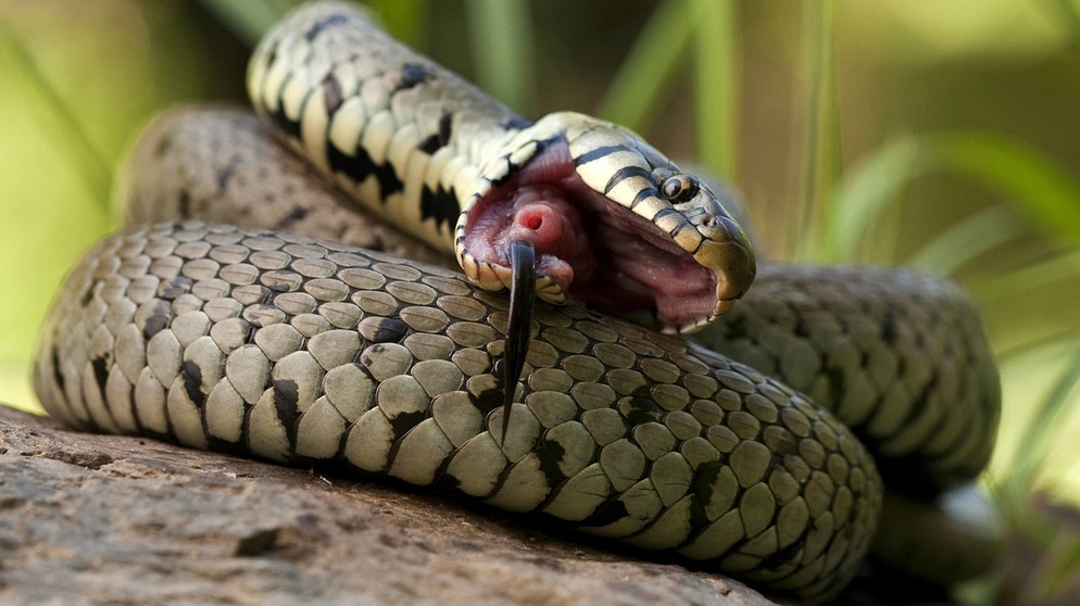 Gehört zu den Schlangen in Deutschland: Ringelnatter | Bild: picture alliance/blickwinkel