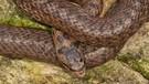 Gehört zu den Schlangen in Deutschland: Schlingnatter | Bild: mauritius-images